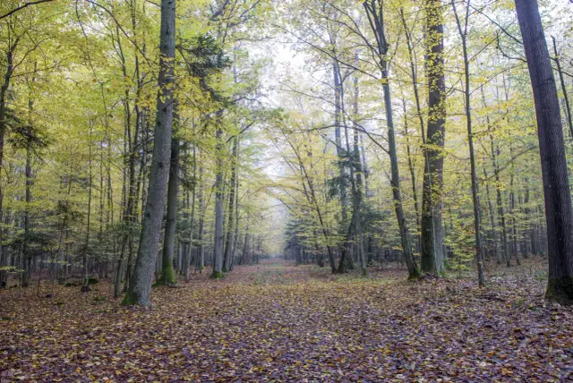 Jesienna ścieżka w rezerwacie przyrody Jedlina, otoczona drzewami o żółtych liściach, pokryta dywanem opadłych liści.