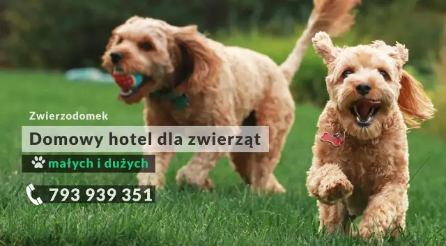 Jak wygląda hotel dla psów - warunki, opieka i usługi dla pupili