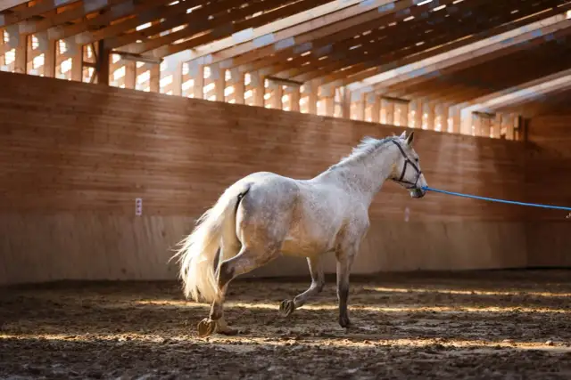 Ile kosztuje weterynarz dla konia? Pełny cennik usług w Polsce.