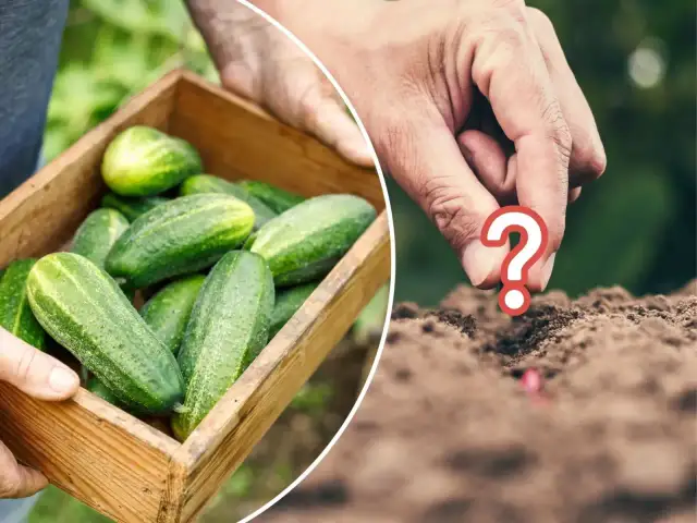 Co można sadzić po ogórkach? Odkryj najlepsze rośliny do uprawy