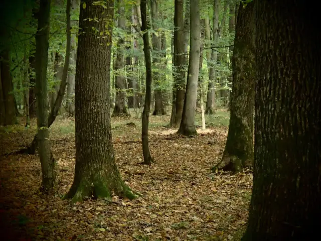 Gęsty las liściasty, ścieżka wśród opadłych liści. W oddali widać drzewa tworzące naturalny krajobraz rezerwatu przyrody Lipówka.