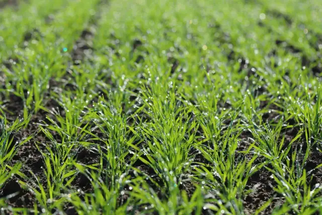 Jaki nawóz azotowy na pszenicę? Klucz do wyższych plonów i oszczędności