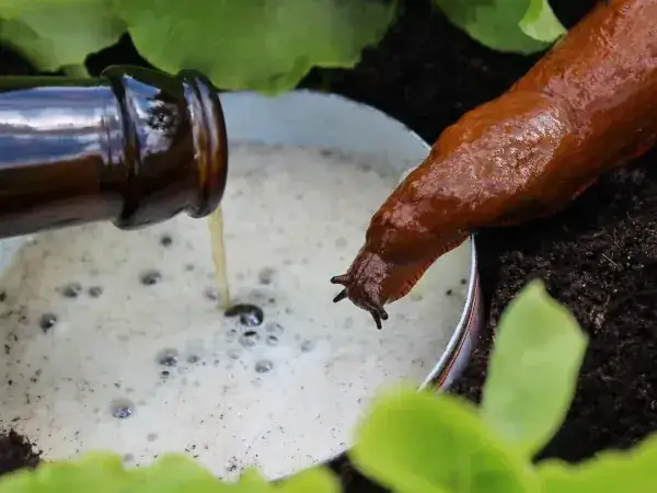 Skuteczne zwalczanie ślimaka pomrowika: 5 sprawdzonych sposobów ochrony roślin