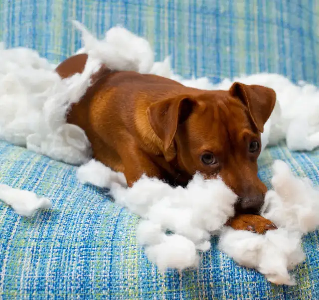 Jak oduczyć szczeniaka gryzienia - skuteczne metody i porady