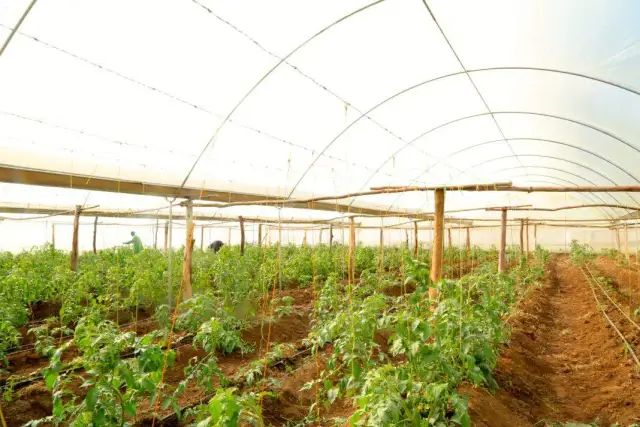 Rolnictwo w Afryce: Małe farmy, wielkie wyzwania i szanse?