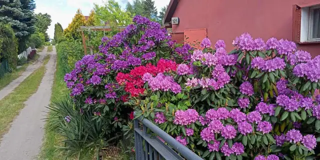 Jak długo kwitnie rododendron? Wydłuż i wzmocnij kwitnienie