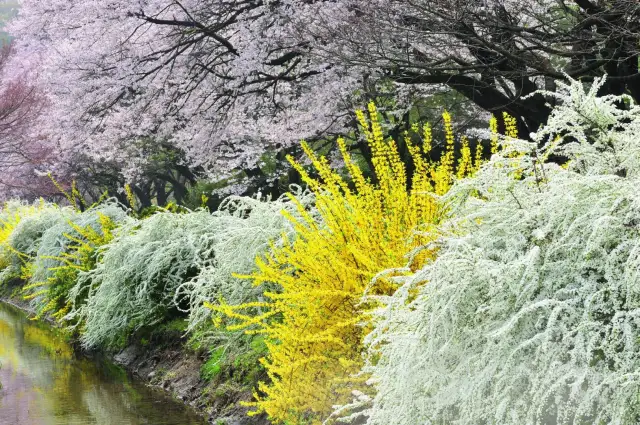 Co kwitnie w kwietniu? Drzewa ozdobne i owocowe pełen przewodnik