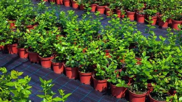 Rzędy młodych krzaczków borówki amerykańskiej w brązowych doniczkach, gotowe do dalszego rozmnażania.
