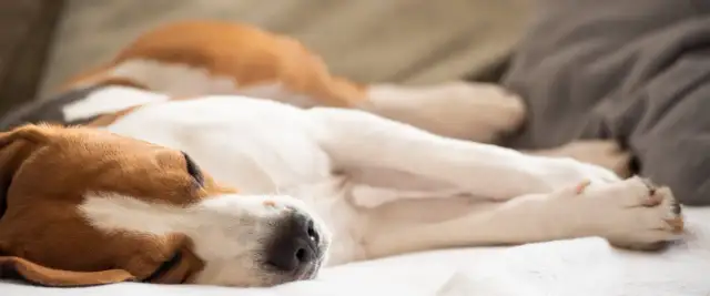 Śpiący pies rasy beagle na białym kocu.