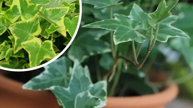 Jak sadzić bluszcz ogrodowy, aby uniknąć najczęstszych błędów