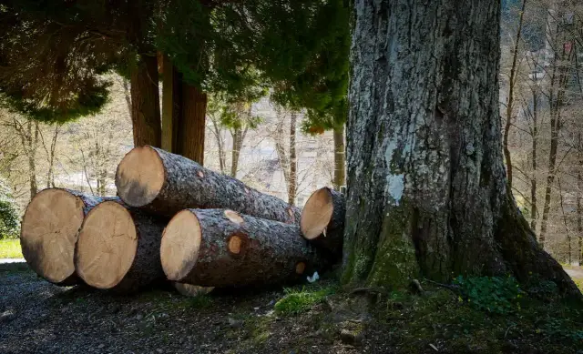 Wycinka drzew do kiedy? Sprawdź, aby uniknąć kar i problemów