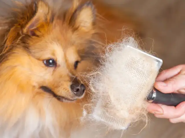 Kiedy pies gubi sierść? Poznaj przyczyny i sposoby na linienie