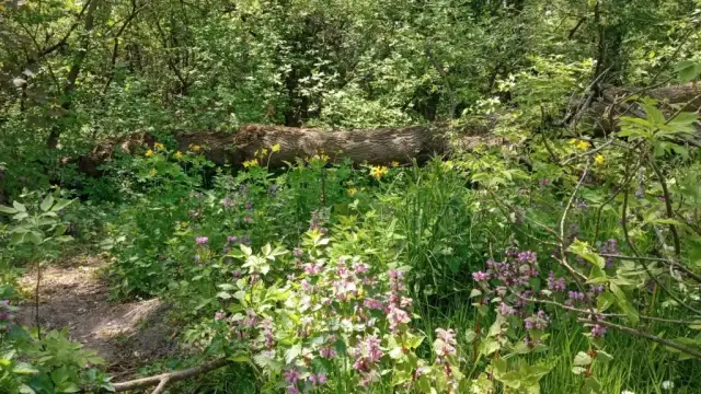 Rezerwat przyrody Kulin: unikalne gatunki i wyzwania ochrony