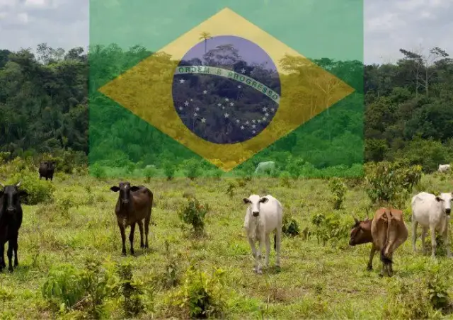 Ile kosztuje 1 kg wołowiny? Ceny, które mogą cię zaskoczyć