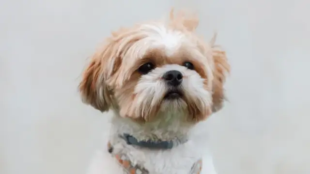 Szelki czy obroża dla Shih Tzu - co zapewni lepsze bezpieczeństwo?