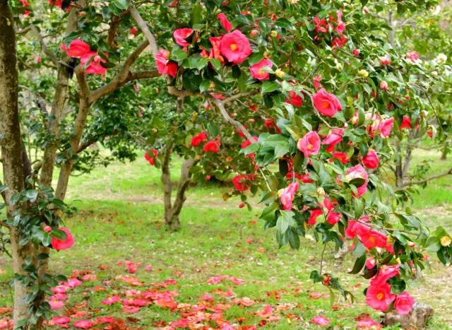 Kamelia w gruncie: jak zimować i chronić przed mrozem?