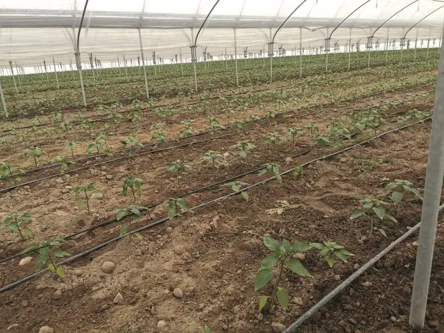 Jak uprawiać paprykę w tunelu - uniknij najczęstszych błędów