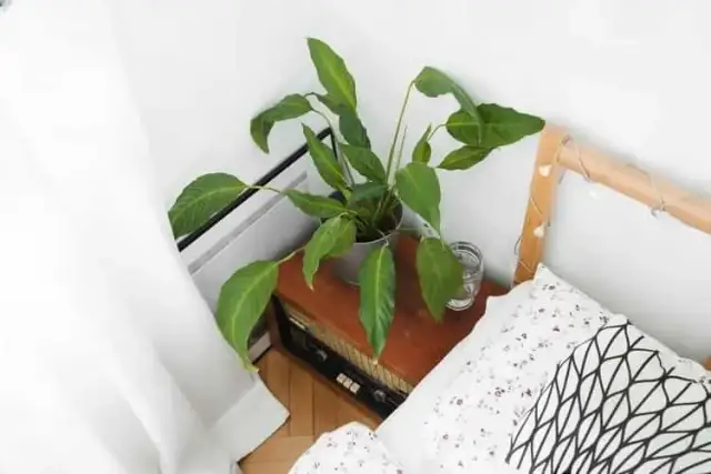 Czy skrzydłokwiat w sypialni to dobry pomysł? Korzyści i zagrożenia