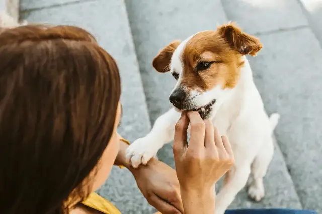 Jak oduczyć psa skakania na gości i cieszyć się spokojem w domu