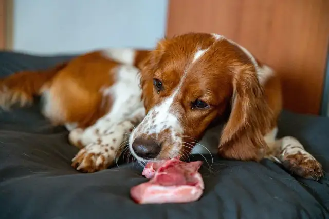Surowa wieprzowina dla psa: ryzyka i bezpieczne alternatywy