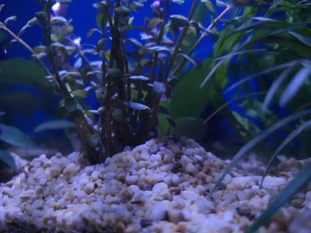 Piasek czy żwirek do akwarium? Wybierz idealne podłoże!