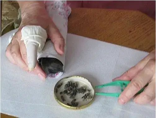 Czym się żywią jaskółki i jak zdobywają swoje pożywienie?