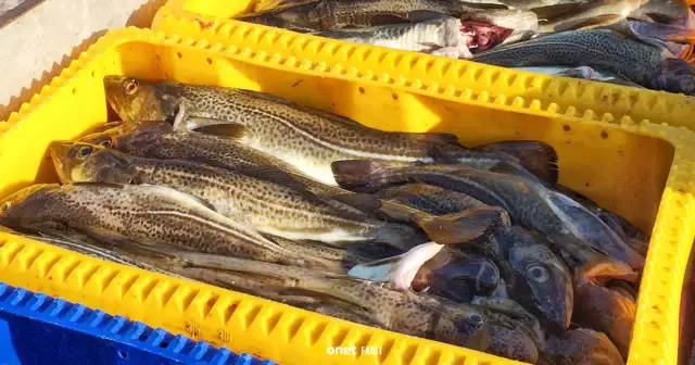 Ryby nad Bałtykiem: Co jeść, czego unikać i jak rozpoznać świeże?