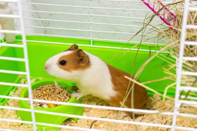 Jak powinna wyglądać klatka dla świnki morskiej, by zapewnić komfort?