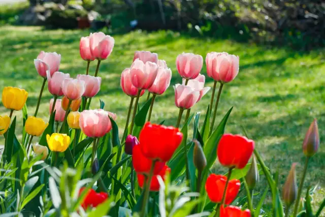 Jaki nawóz do tulipanów? Kwitnij obficie! Poradnik eksperta