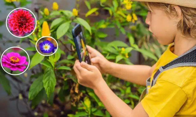 Co to za kwiat? Wybierz aplikację idealną dla siebie!