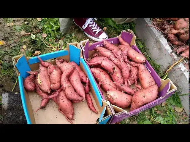 Uprawa batatów w Polsce: Czy to możliwe? Pełny poradnik sukcesu