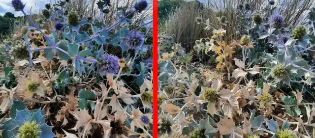 Jakie rośliny rosną nad morzem bałtyckim? Odkryj ich niezwykłe gatunki