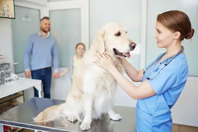 Czy weterynarz to lekarz? Jasna odpowiedź i wyjaśnienie
