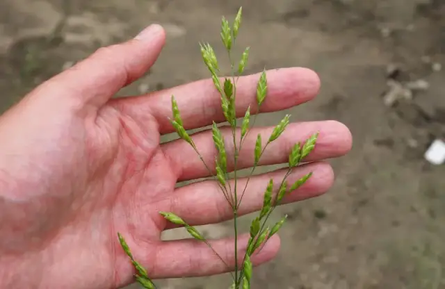 Jak skutecznie zwalczać stokłosę chwast i chronić plony?