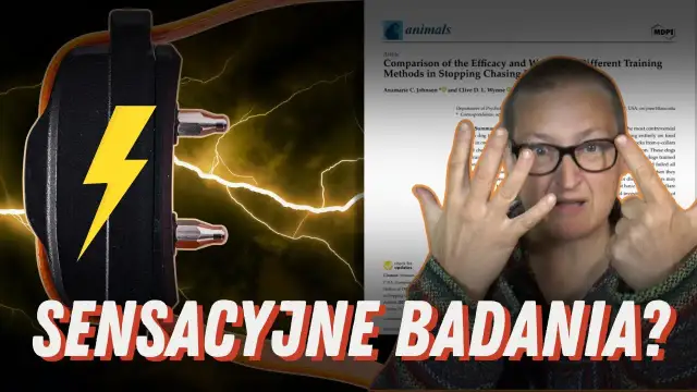 Czy obroża elektryczna jest legalna? Kontrowersje i skutki użycia