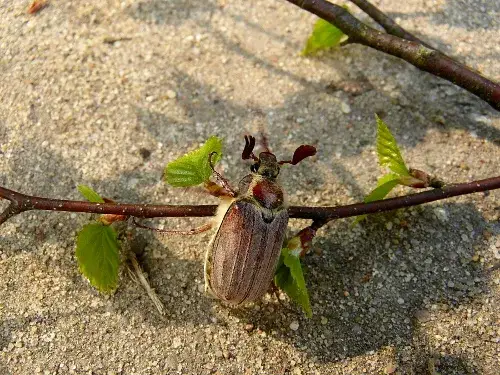 Czy skorupiaki wyrządzają szkody w uprawach i hodowlach? Poznaj prawdę