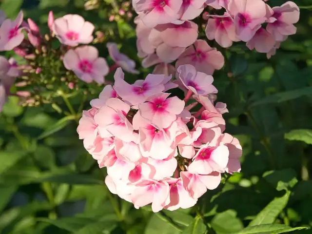 Floksy: Kiedy sadzić? Wiosna czy jesień sekret bujnego kwitnienia