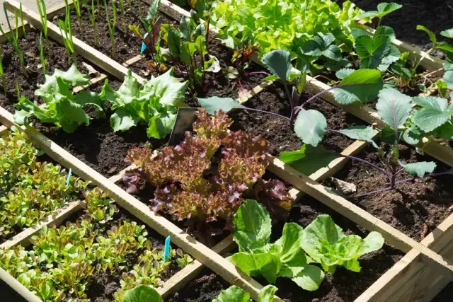 Jak siać warzywa sąsiedztwo, by uniknąć błędów i zwiększyć plony