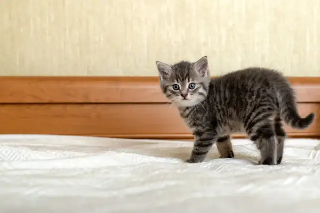 Co je mały kotek i jak zapewnić mu zdrowy rozwój i żywienie