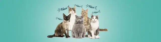 Kot tonkijski cena - co wpływa na koszty zakupu i utrzymania?