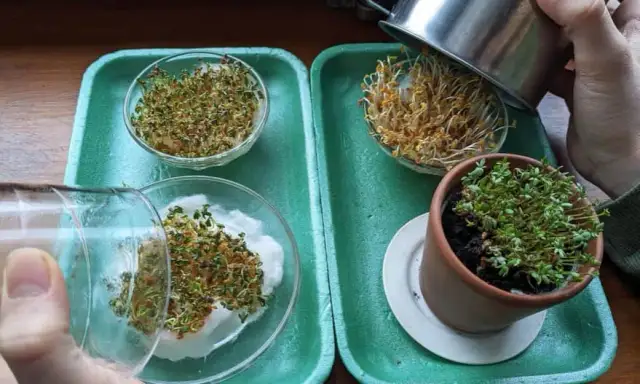 Eksperyment z rzeżuchą: Jak prosto zbadać wpływ światła na wzrost?