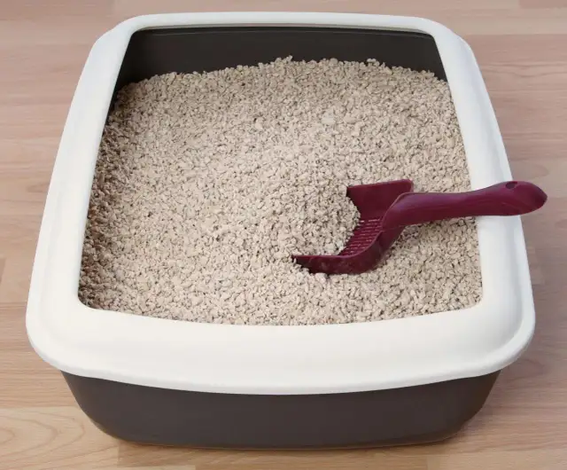 Jaki żwirek dla małego kotka - wybierz bezpieczny i komfortowy opcje