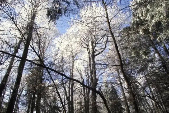 Rezerwat przyrody Puszcza Śnieżnej Białki - Odkryj jego tajemnice i piękno
