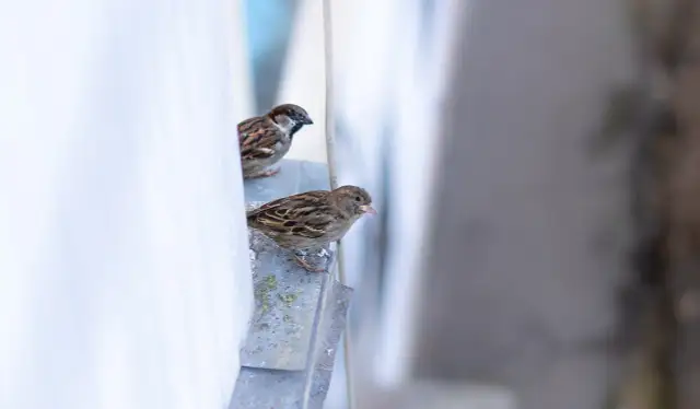 Wróble na balkonie? Czego się boją i jak je humanitarnie odstraszyć
