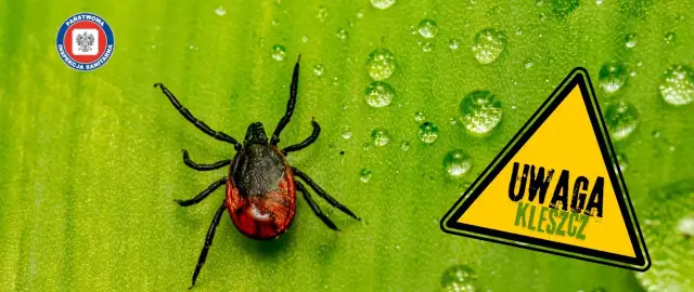 Kleszcz: owad czy pajęczak? Prawda, która chroni Twoje zdrowie