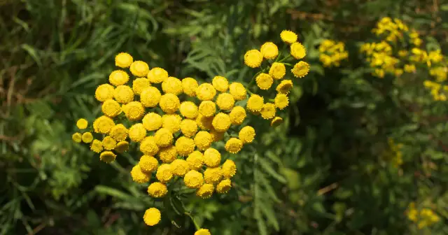 Wrotycz właściwości - Dlaczego nie należy go pić jak herbaty?