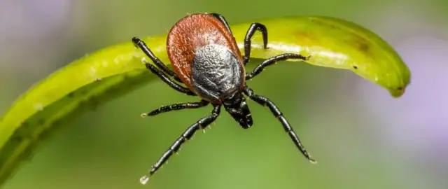 Sezon na kleszcze kiedy? Dowiedz się, jak uniknąć ukąszeń!