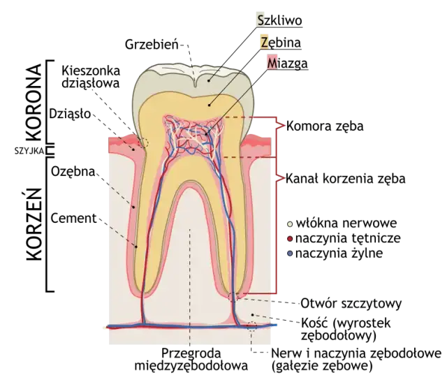 Jak wygląda korzeń zęba mlecznego? Odkryj jego tajemnice i znaczenie