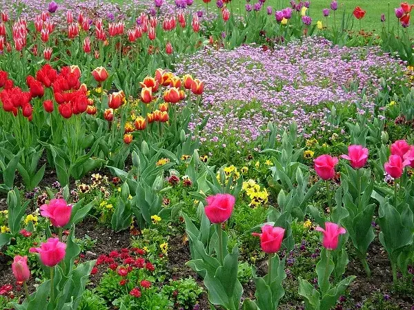 Jak uprawiać fioletowe tulipany? Poradnik sadzenia cebulek