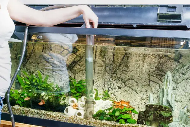 Jak często czyścić filtr w akwarium, aby uniknąć problemów z wodą?